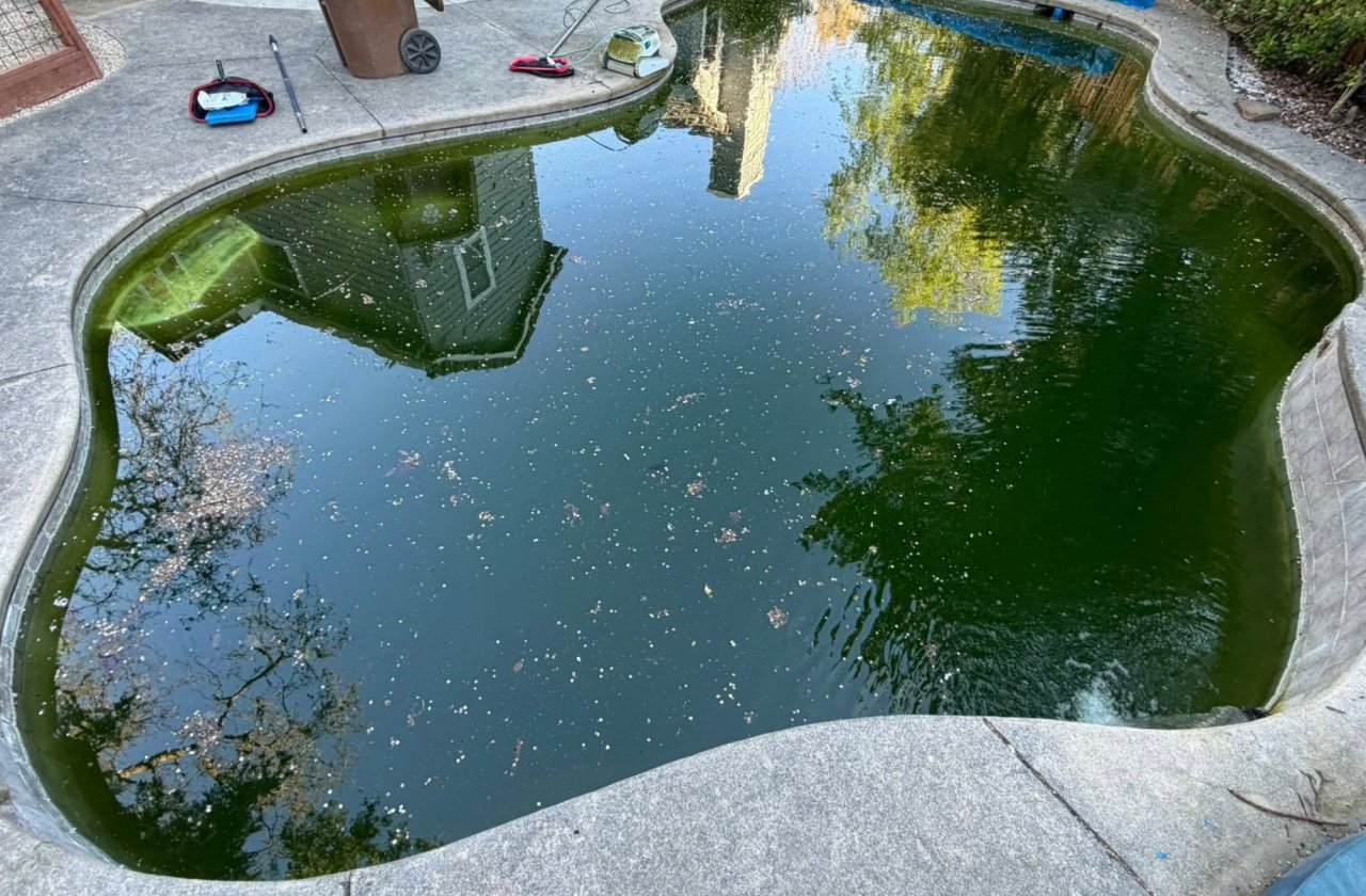 泳池发绿